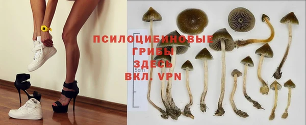 стафф Корсаков